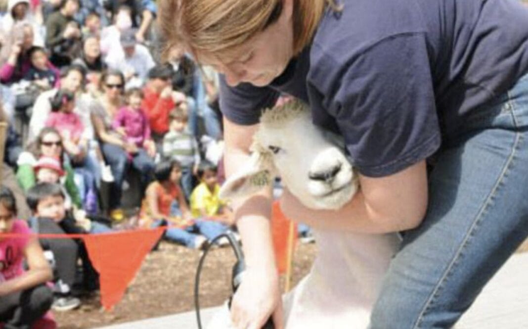 Kelsey Creek Sheep Shearing